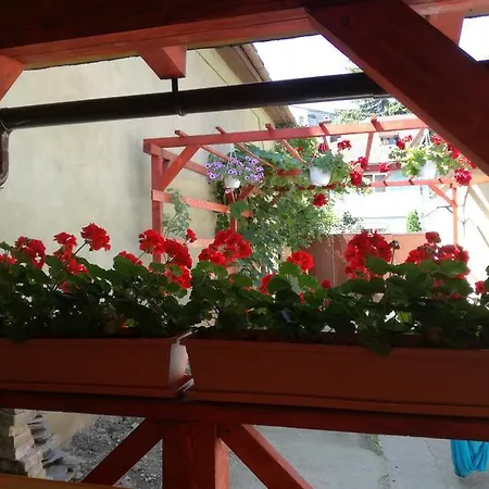 Roza Brasov